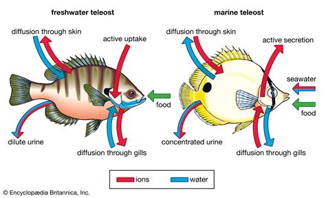  Ectyoplasia, un animal marin aux multiples talents qui respire et filtre l'eau à la fois !