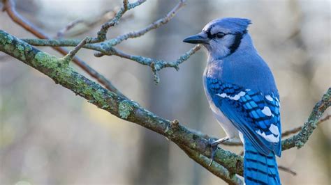   Jay! A Bird Known for Its Stunning Plumage and Remarkable Mimicry Skills?