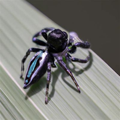  Jumping Spider : Découverte d'un champion acrobate dans le monde fascinant des araignées !