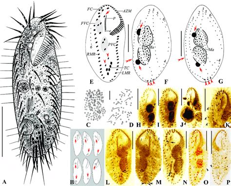  Oxytricha! Un Cilié Fantastique aux Secrets Inattendus