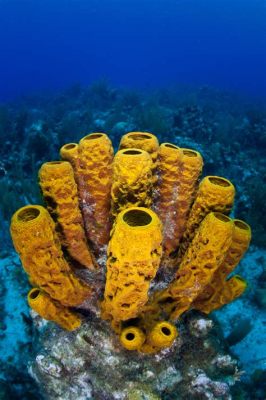  Pinkearth Sponge: Une Éponge Vivante aux Couleurs Intenses et aux Habitudes Fascinantes!