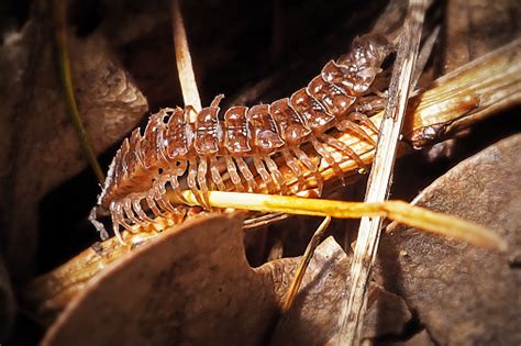  Polydesmus: Découverte d'un animal aux mille pattes qui se déplace avec une élégance inattendue !