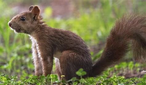  Écureuil: Un acrobate forestier qui arbore un pelage douillet et une insatiable curiosité!