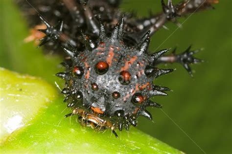  Urocteute: Possédant Une Armure De Plaques Et Un Appétit Insatiable Pour Les Insectes!