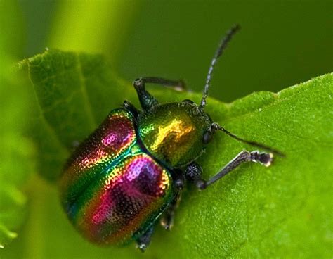  Violin Beetle: This Striking Insect With Metallic Hues Will Make You Question Everything You Thought You Knew About Beetles!