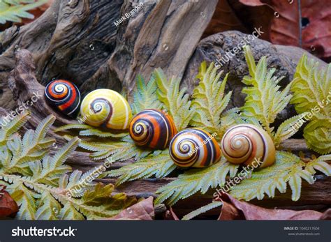  Xanthomelaniidés: Des escargots terrestres aux couleurs flamboyantes et à la taille imposante!