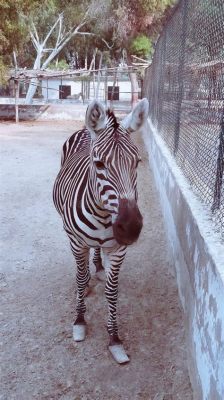  Zèbre: Découvrez cet animal à rayures qui se débrouille plutôt bien en société !