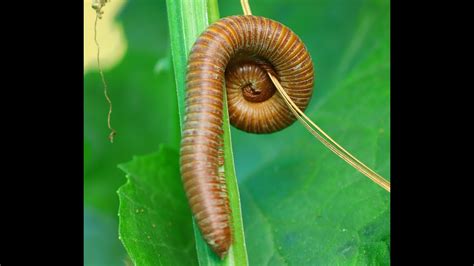  Zigomorphe: Découvrez le champion des mouvements latéraux en mille-pattes!