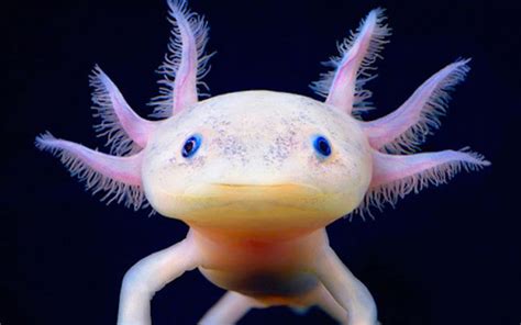  Axolotle: Une Créature Aquatique Fascinante Qui Définit à la Fois l'Élégance Intemporelle et la Néoténie Persistante!