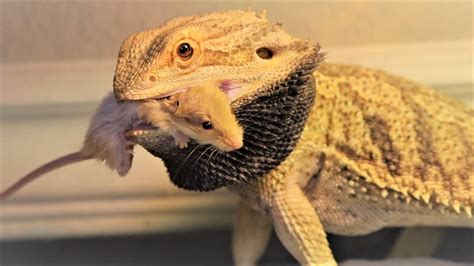 Can You Feed Bearded Dragons Mice? Exploring the Nutritional Implications and Ethical Considerations