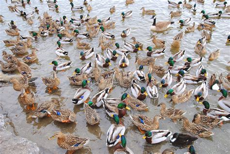 Can You Feed Ducks Frozen Peas? And Why Do They Love Them More Than Breadcrumbs?