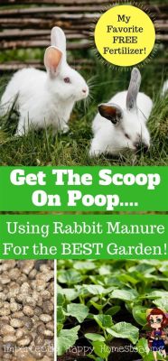 Can You Use Rabbit Poop as Fertilizer? And Why Do Rabbits Prefer Carrots Over Broccoli?