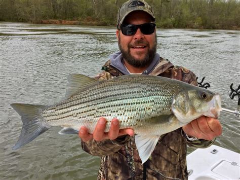  Capitaine! Un poisson aux mille saveurs et à la vie fascinante