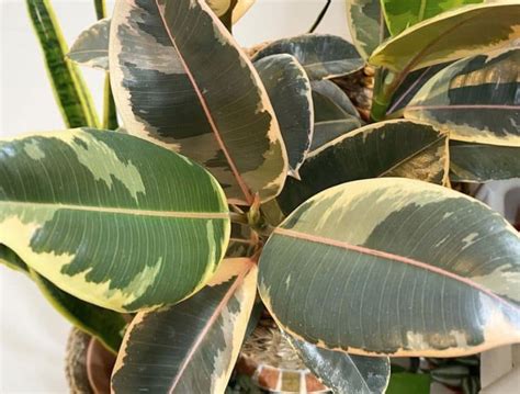 Do Rubber Plants Like Direct Sunlight? And Why Do They Dream of Electric Sheep?