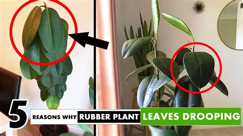 Do Rubber Plants Like Humidity? And Why Do They Secretly Dream of Rainforest Raves?