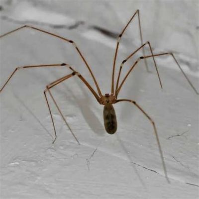  Élasmosphère : Un arachnide fascinant aux pattes incroyablement longues qui se déplace avec une grâce étonnante !