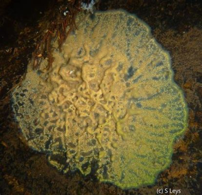  Ephydatia muelleri: Une Éponge d’Eau Douce aux Pouvoirs d'Auto-Réparation Impressionnants !