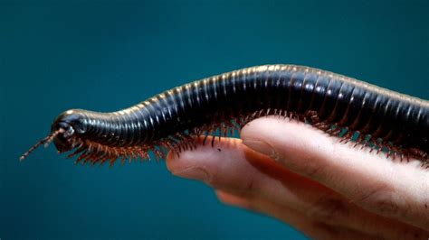  Fauve Millipede: Unveiling a Miniature Marvel With Thousands of Legs That March To Its Own Rhythm!