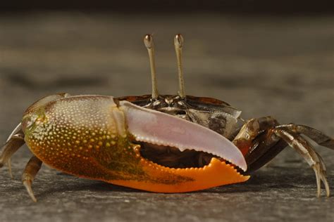  Fiddler Crab! Un Céphalopode Qui Danse la Jig Avec Ses Grosses Pinces