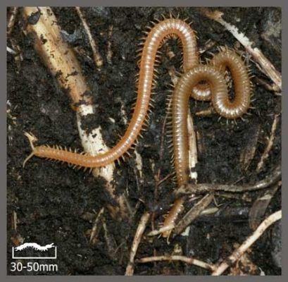  Geophiles: Un Myriapode Qui Aime Profondément le Silence Sous Terre!