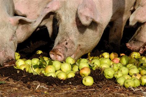 How Much Does It Cost to Feed a Pig Per Month, and Why Do Pigs Dream of Electric Cornfields?