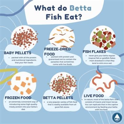 How Often Do You Feed a Beta: Unraveling the Mysteries of Fish Care and Beyond