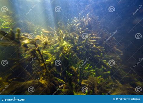  Jouissant de la tranquillité de l'habitat marin benthique, le Japonais Jewel Clam se nourrit de particules organiques flottantes dans l'eau