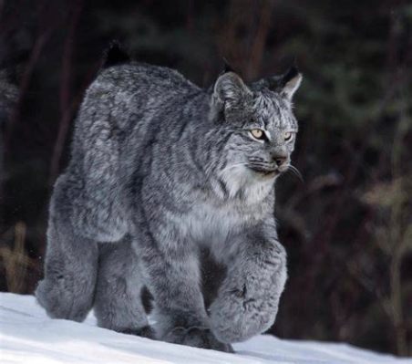  Lynx! Des félins majestueux aux griffes redoutables qui patrouillent les forêts boréales.