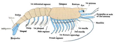  Nematoceras ! Un Crustacé aux Appendices Multiples qui Défie les Lois de la Géométrie