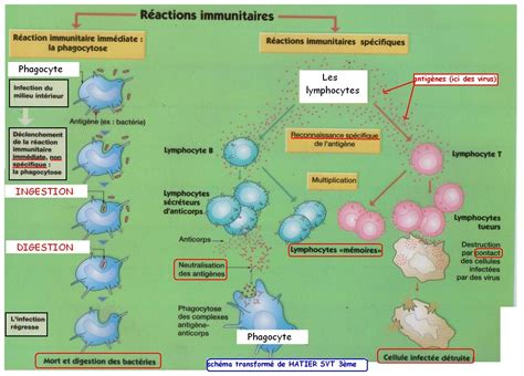  Oocyst!  Le Parasite Intrigant Qui Déclenche une Cascade de Réactions Immunitaires