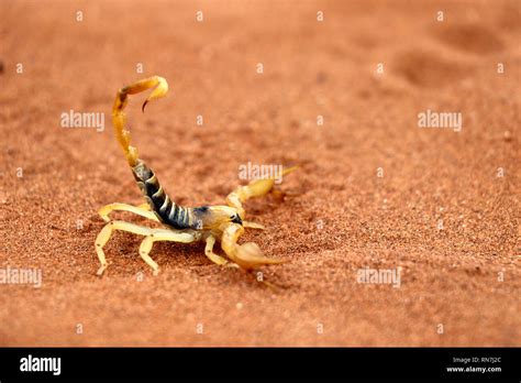  Parabuthus – Un Scorpion Désertique Qui Porte Une Armure Scintillante !