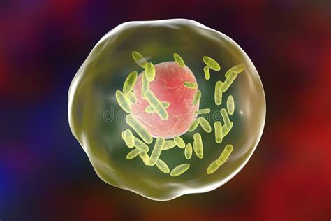  Quizzing Your Knowledge: Q Fever-Causing Coxiella burnetii - A Microscopic Marvel Hiding In Plain Sight!