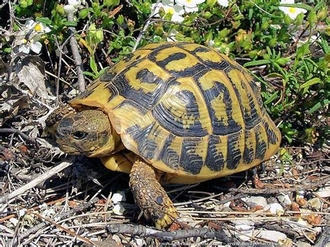  Tortue de Terre! Un Animal à Sang Froid Qui Se Déplace avec Une lenteur Incomparable