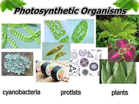  Uroglena: Un Organisme Amoebozoaire à la fois Flottant et Photosynthétique !