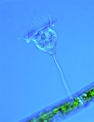  Vorticella! Une Créature Aquatique Fascinante Qui Démontre une Maîtrise Imparable du Flux et de la Contorsion