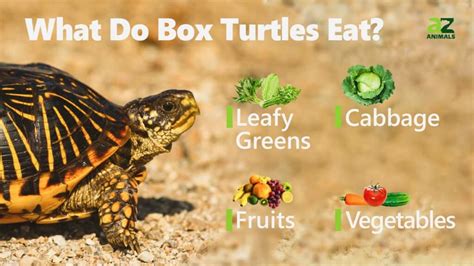 What Can You Feed Wild Turtles: Exploring the Culinary World of Shelled Creatures