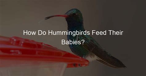 What Do Hummingbirds Feed Their Young, and Why Do They Dance in the Rain?