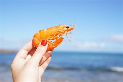 What do you feed shrimp, and why do they sometimes dream of flying?