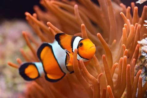 What to Feed Clownfish: Exploring the Culinary Preferences of Underwater Comedians