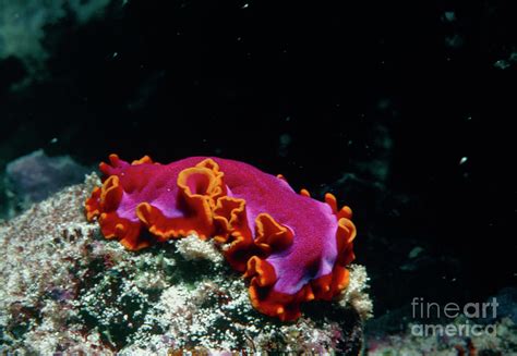  Xiphosome: Un petitTurbellarian qui danse sur le sable marin !